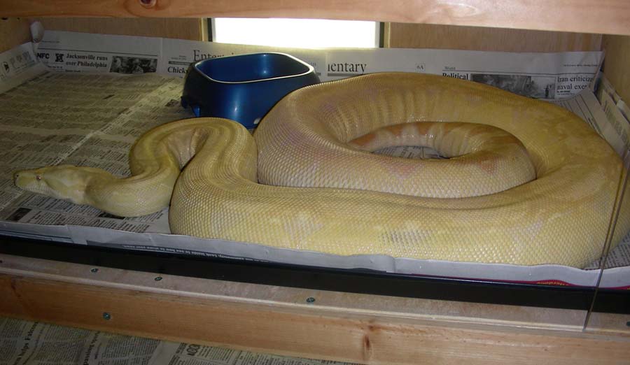 Arg/Col Albino