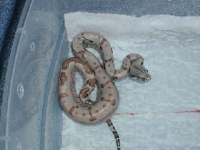 New Baby Hypo Hogg