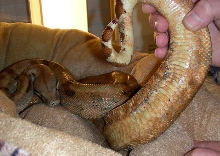 Hypo Hog after surgery - old slugs removed