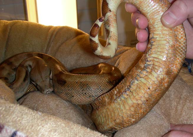 Hypo Hog after surgery - old slugs removed