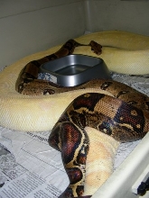 Jungle Het Albino breeding