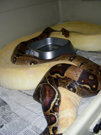 Jungle Het Albino breeding