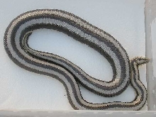 anery San Ignacio female