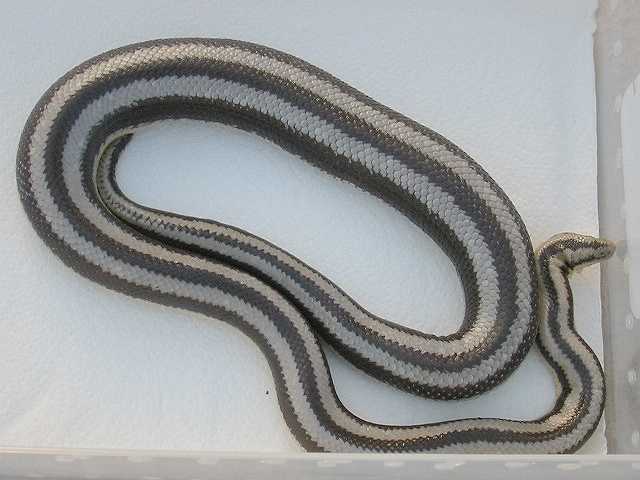 anery San Ignacio female