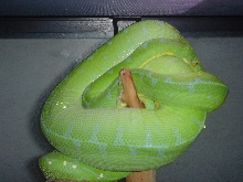 gtp