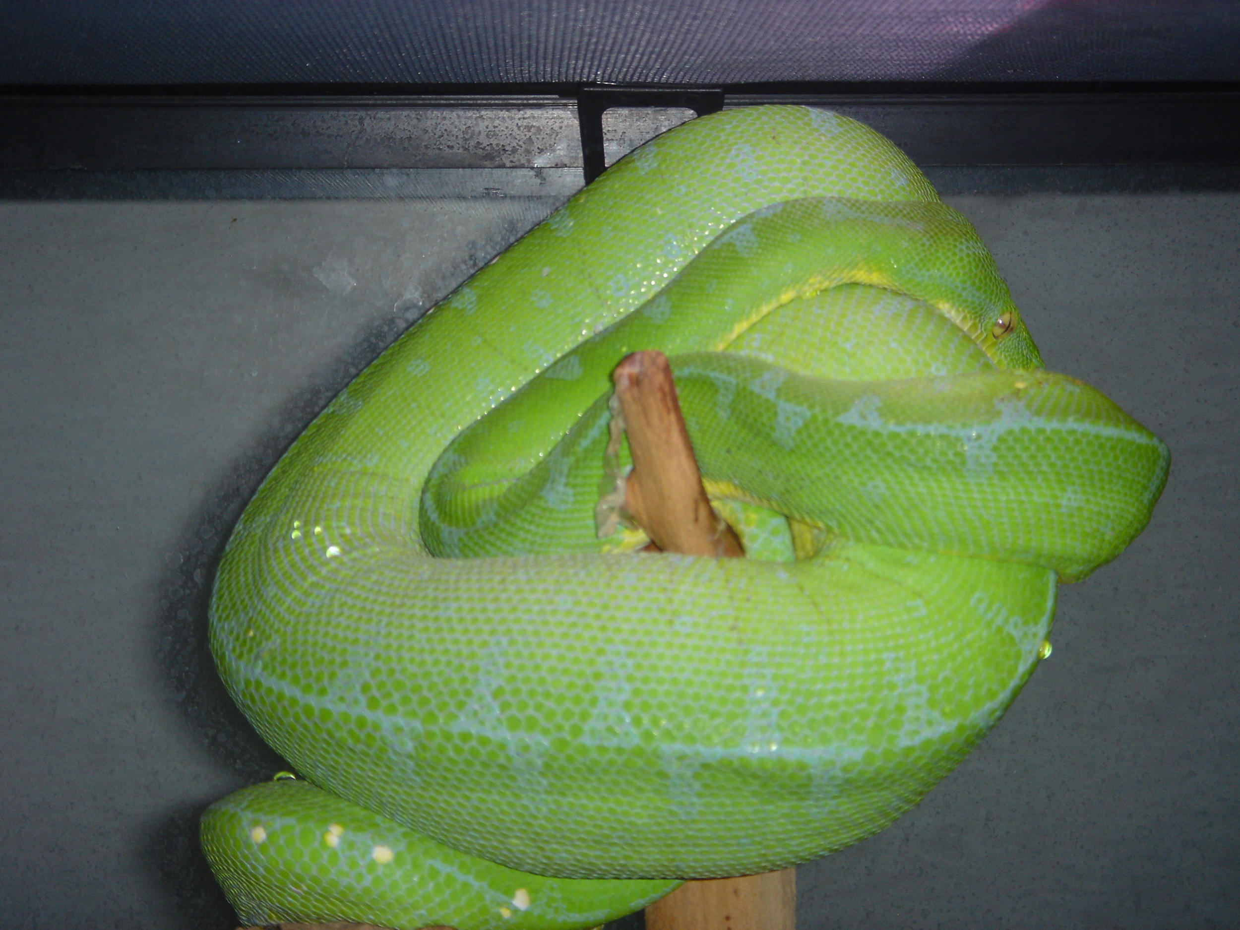 gtp