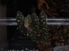pepper x merauke outcross
