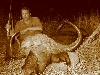 cape buffalo