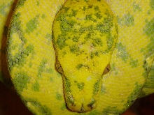 yellow biak gtp