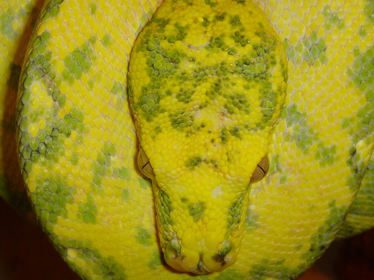 yellow biak gtp