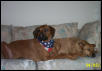 Brutus & Angel