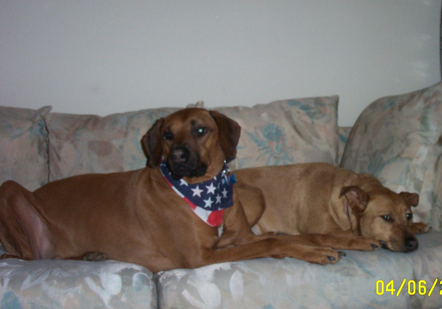 Brutus & Angel