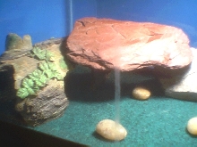 warm space in leo enclosure what do you think any suggestions?