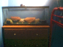 whole leo enclosure what do you think any suggestions?