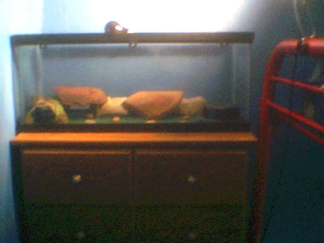 whole leo enclosure what do you think any suggestions?