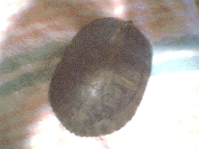 can any one tell how old he is from the shell?