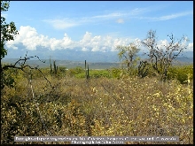 Isla Cabritos Habitat