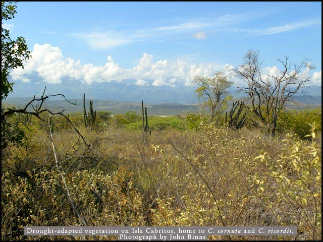 Isla Cabritos Habitat
