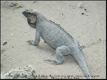 Rhinoceros iguana