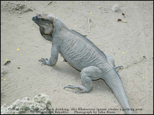 Rhinoceros iguana