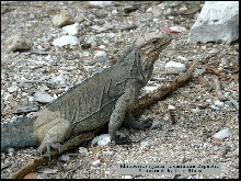 Rhinoceros iguana