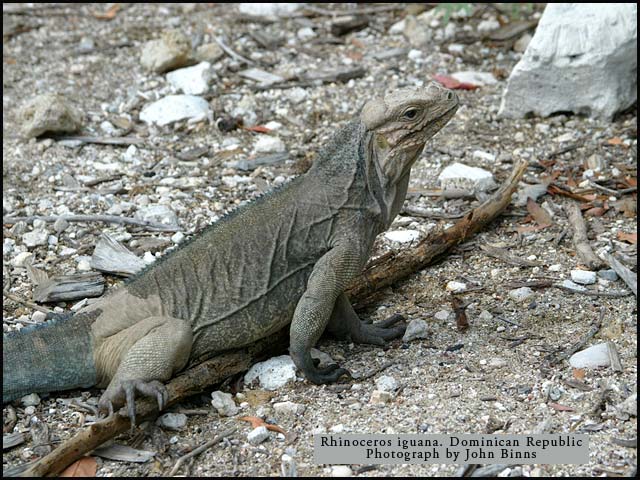 Rhinoceros iguana