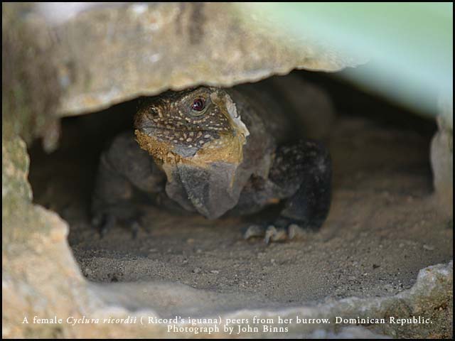 Female Ricord's Iguana