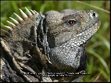 Male Ricord's iguana
