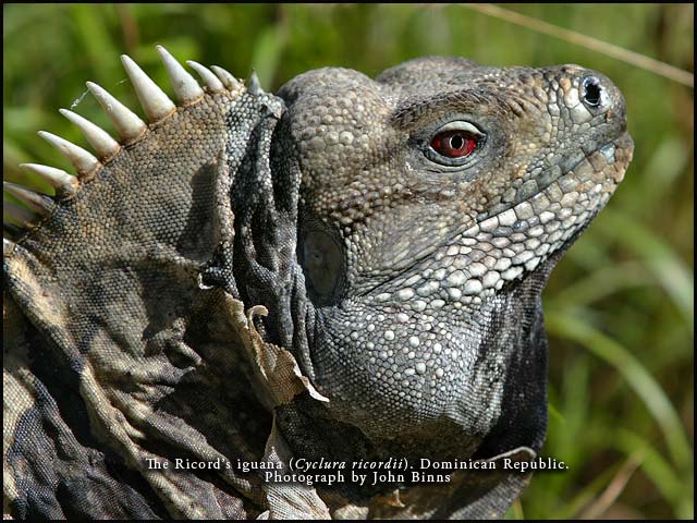 Male Ricord's iguana