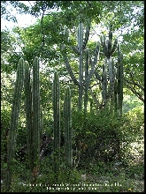 Iguana Habitat