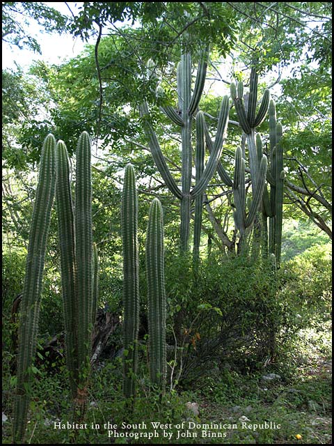 Iguana Habitat