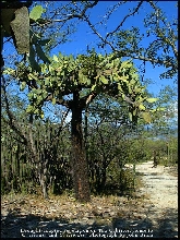 Drought-adap[ted vegetation