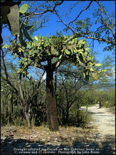 Drought-adap[ted vegetation