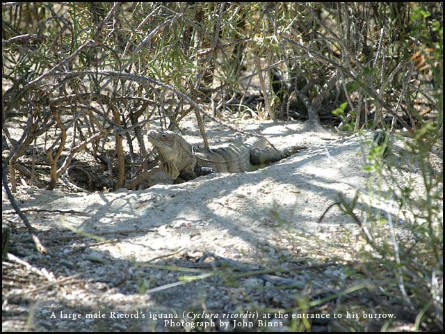 Male Ricord's iguana