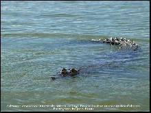 Saltwater Croc