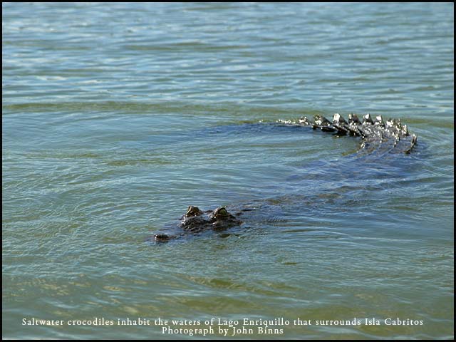 Saltwater Croc