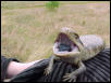 Baby Blue Tongue