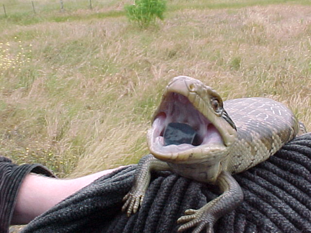 Baby Blue Tongue
