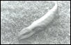 Blue Tongue Skink