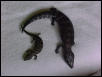 Blue Tongue Skinks2