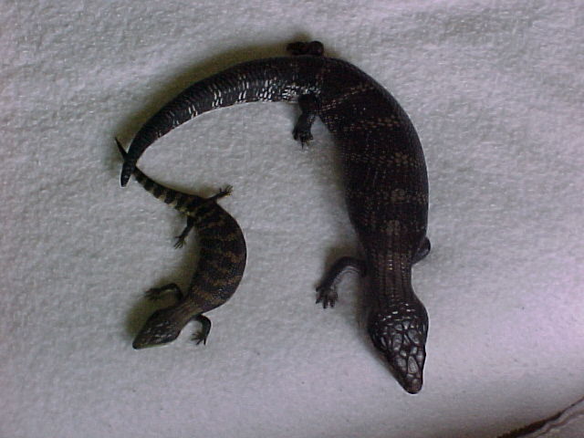 Blue Tongue Skinks2