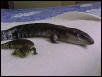 Blue Tongue Skinks