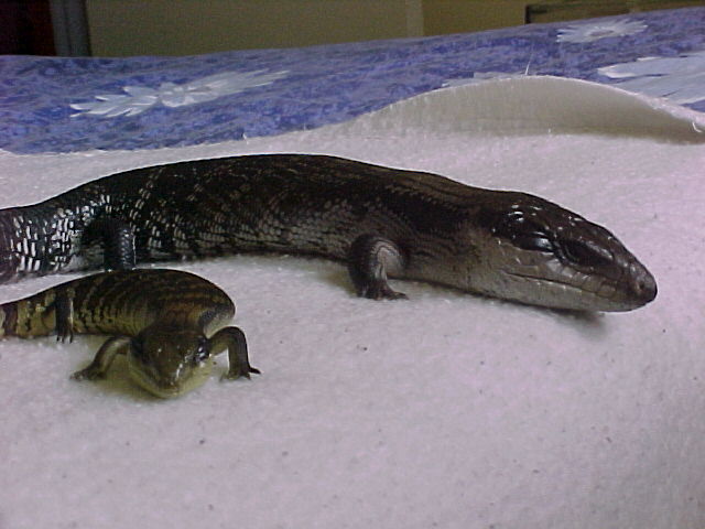 Blue Tongue Skinks