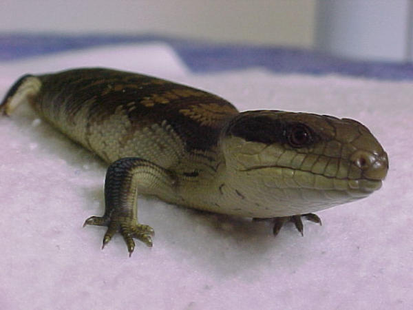 Baby Blue Tongue2