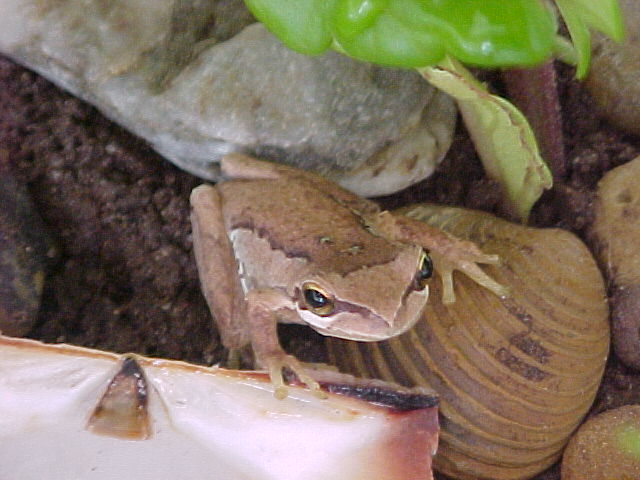 Oggie