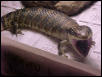 Buu yawning