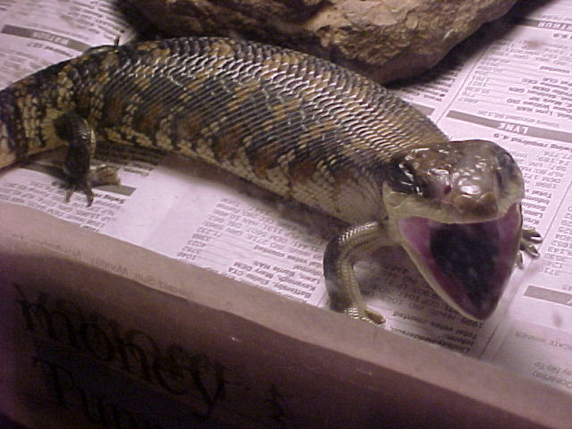 Buu yawning