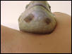 Sore baby lizard