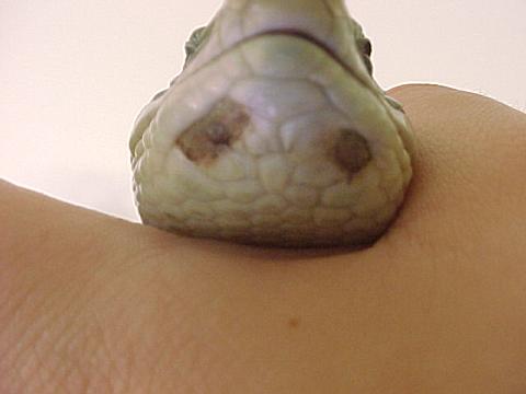 Sore baby lizard