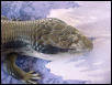 Sore baby lizard 2